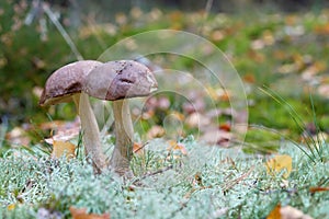 Two birch mushrooms Leccinum scabrum