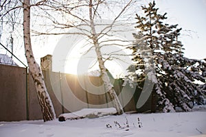 Two birch trees and log bench in the sunny winter garden