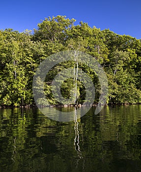 Two birch trees reflected in lake