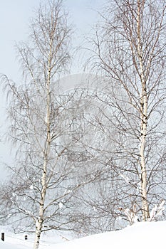 Two birch trees in winter