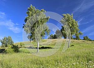 Two birches in the foothills of the Salair