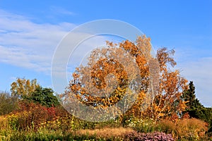 Two birches in the park