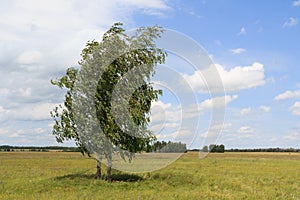 Two birches standing in the field inclined by a wind