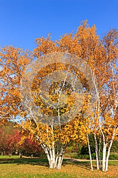 Two birches in the park