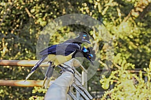 Two bird with bright blue and yellow feathers standing on a tropical rainforest. Misiones, Iguazu National Park wildlife animals.