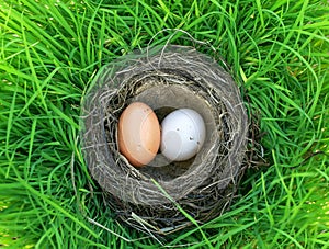 Two bird eggs of different colors lie in the nest on the lush gr