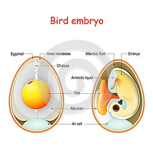 Two bird eggs with embryo and egg anatomy. Cross section illustration of inside egg