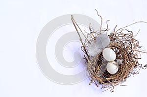 two bird eggs and a feather in nest on white background , isolated