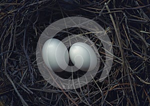 Two bird eggs in hatching nest