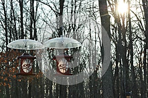 Two Bird Feeders Hanging with Squirrel Shields