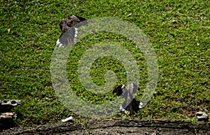 Two bird landing on the green grass