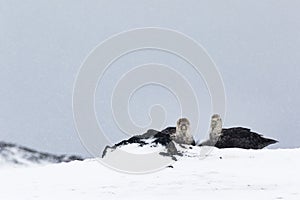 Two bird lying on a hilltop