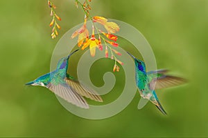 Two bird with orange flower. Green hummingbirds Green Violet-ear, Colibri thalassinus, flying next to beautiful yellow flower, Sav