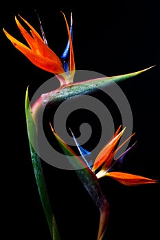 Two Bird of paradise