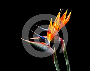 Two Bird of paradise flowers together closeup