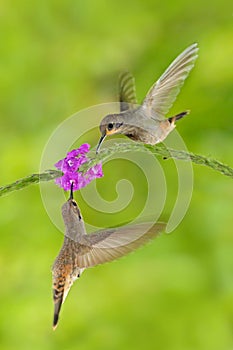 Two bird with pink flower. Hummingbird Brown Violet-ear, Colibri delphinae, bird flying next to beautiful violet bloom, nice flowe