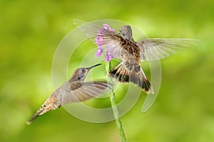 Two bird with pink flower. Hummingbird Brown Violet-ear, Colibri delphinae, bird flying next to beautiful violet bloom, nice flowe