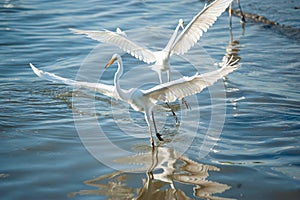 Two bird reflec in water photo