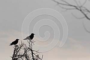 Two bird silhouette on tree`s branch