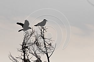 Two bird silhouette on tree`s branch photo