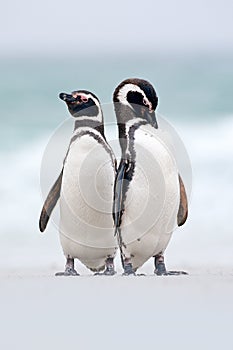 Two bird on the snow, Magellanic penguin, Spheniscus magellanicus, sea with wave, animals in the nature habitat, Argentina, South photo