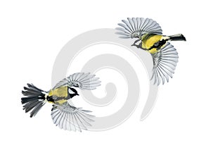 Two bird Tits fly widely spread wings on a white isolated background photo