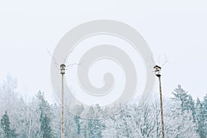 Two birdhouses on long poles in the frost.