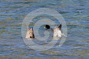 Two birds adventurously diving and hunt fishing in water