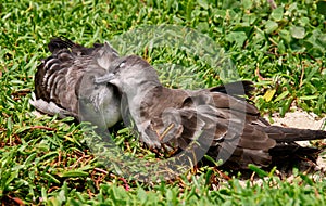 Two birds that appear to be snuggling