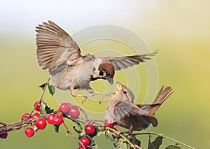 Two birds arguing Sparrow on a branch with ripe berries