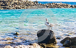 Two birds in Baby Beach, Aruba.