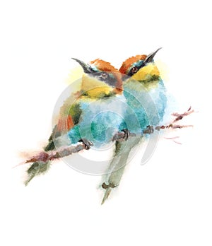 Two Birds Bee-eaters Looking in Opposite Directions Sitting on the Branch Watercolor Hand Painted Illustration