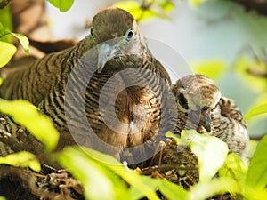 Two Birds In Bird`s Nest, Baby Bird With Mother Portrait