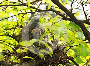 Two Birds In Bird`s Nest, Baby Bird With Mother Portrait