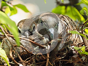 Two Birds In Bird`s Nest, Baby Bird With Mother Portrait