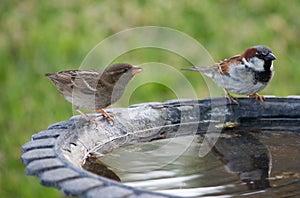 Two Birds at a Birdbath