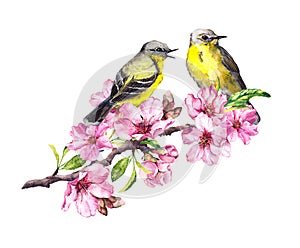 Two birds on blossom apple, cherry branch in pink flowers. Watercolor flowering tree with bird couple