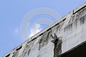 Two birds on the bridge Beside the expressway