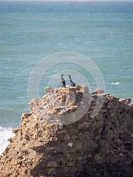 Two birds at a cliff at Caesarea, Israel