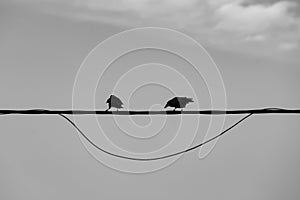 Two birds crows on wire humorous smile sky