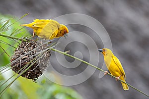 Two birds defending their nest photo