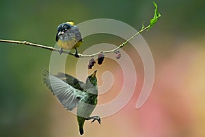 Two birds eating fruits