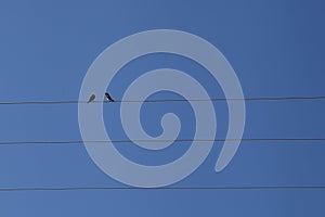 Two birds on an electric wire