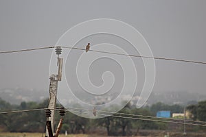Two birds on electricity wires causal click