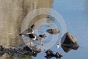 Two birds Eurasian Oystercatcher. Haematopus ostralegus, on a beach cathing clams in Aust-Agder, Norway