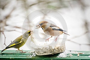 Two birds fighting over sunflower seeds
