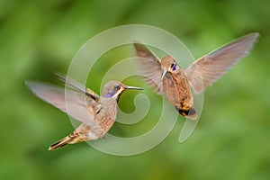 Two birds fly fight. Hummingbird Brown Violet-ear, Colibri delphinae, birds flying in the green tropic forest, Sumaco in Ecuador
