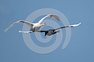 two birds flying across a clear blue sky together holding beaks