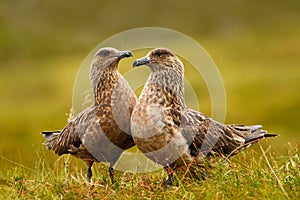Two birds in the grass habitat with evening light. Brown skua, Catharacta antarctica, water bird sitting in the autumn grass, Norw