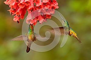 Two birds. Hummingbird Golden-bellied Starfrontlet, Coeligena bonapartei, with long golden tail, beautiful action flight scene